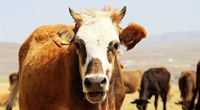 Kurban kesenlere küpe uyarısı