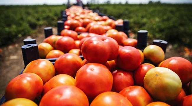 Rusya, domates yasağını kaldırıyor