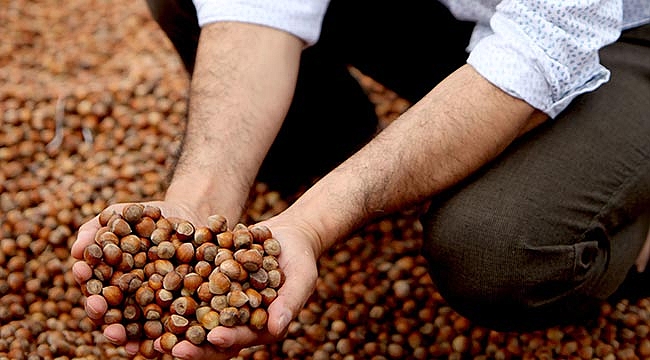 Serbest piyasada fındık  fiyatı 10 liraya dayandı 