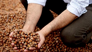 Serbest piyasada fındık  fiyatı 10 liraya dayandı 