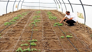 TÜBİTAK destekli  kenevir ıslah projesi