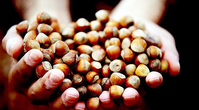 Üretici yine mağdur ihracatçı yine ihya oldu