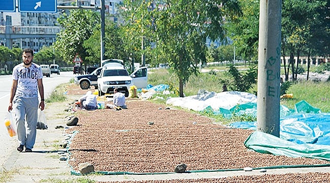 Yollar ve kaldırımlar fındık harmanı oldu 