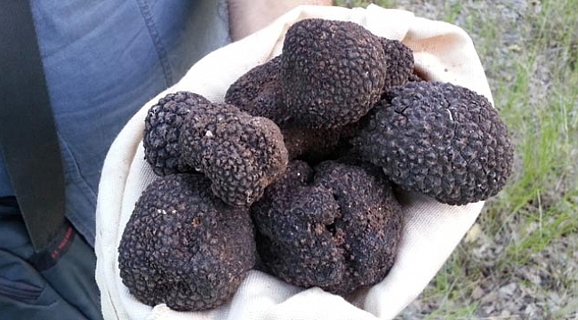 100 ila 3 bin 500 avro arasında fiyata alıcı buluyor