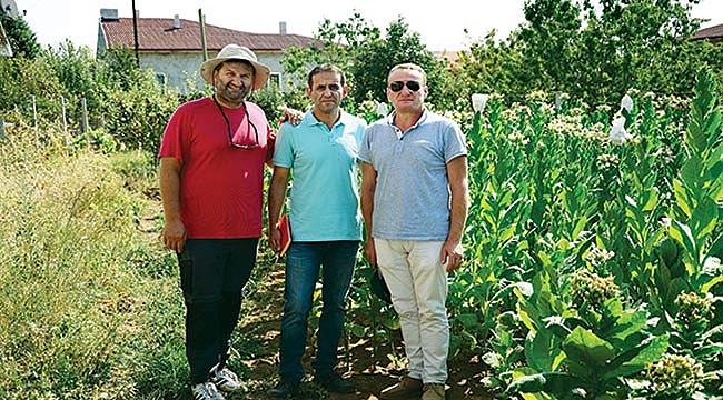 Bafra tütünlerinin markası OMÜ’den 