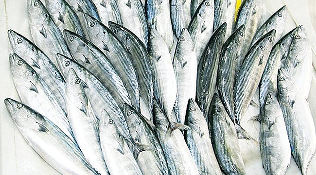 Balıkçıların yüzü palamutla güldü