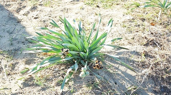 Bu bitkiyi koparmanın cezası 38 bin 751 lira