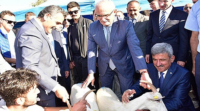 BÜYÜKŞEHİR 10 ÇİFTÇİYE  220 KEÇİ DAĞITTI    