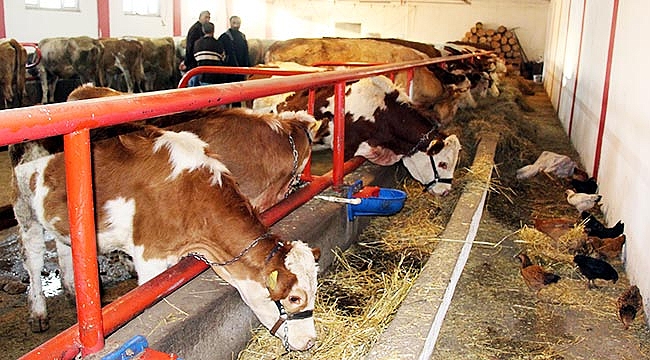 Devletin düve alım desteği yetiştiriciyi sevindirdi