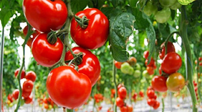 Domatesin fiyatı yüzde 50 arttı