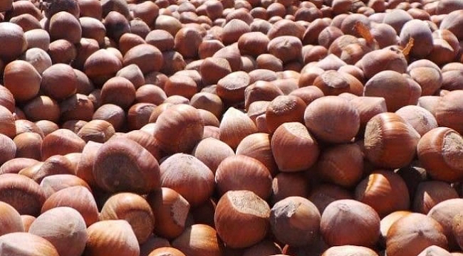 Fındıkta yine tüccar kazandı