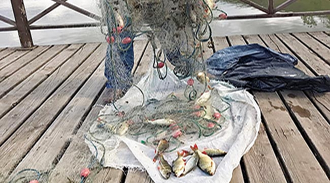 İsrail sazanı için sürek avı önerisi