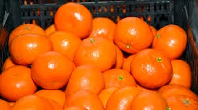 Limon ve mandalinanın 'fahiş fiyat' yolculuğu