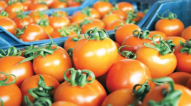 Rusya'dan beklenen domates müjdesi geldi