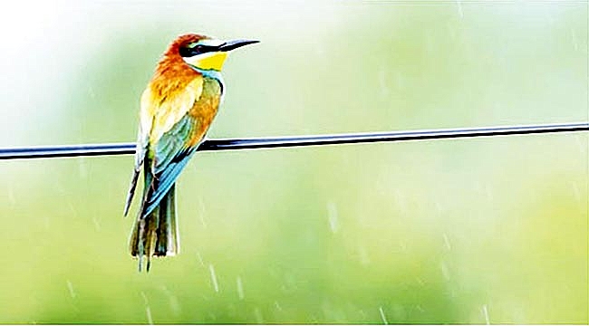 Samsun’da 154 endemik bitki  ve hayvan türü tespit edildi