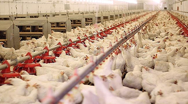 Türkiye 'kanatlanmaya' hazır