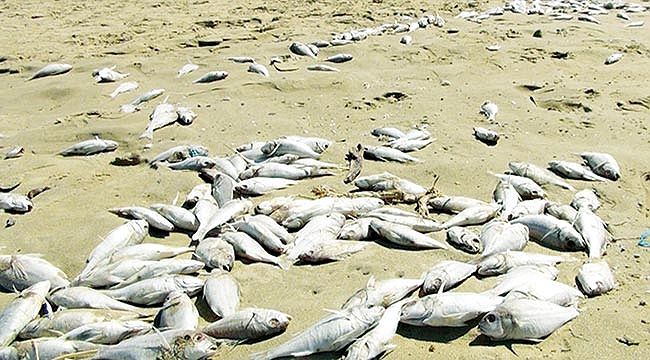 Yüzlerce balık karaya vurdu