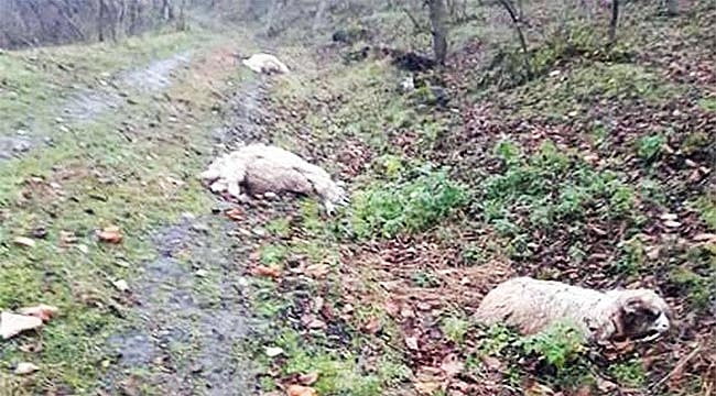 Aç kurtlar koyunları telef etti