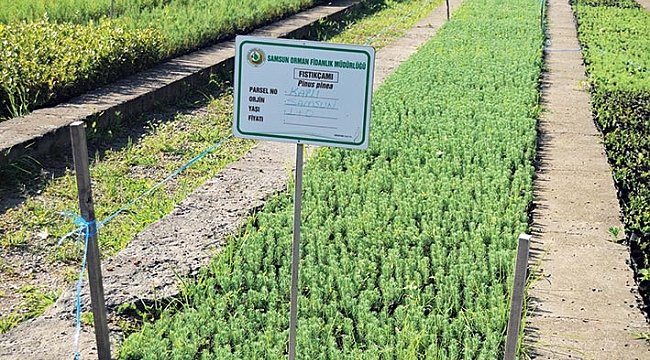 BURADA ÜRETİLEN FİDAN VE TOHUMLAR DOĞAYI AYAKTA TUTUYOR