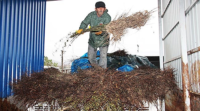 Büyükşehirden çiftçilere  4 bin kuşburnu fidanı 