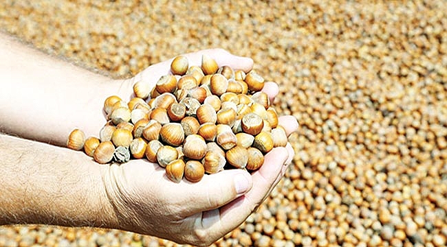 Çakıldak fındık yüz güldürüyor