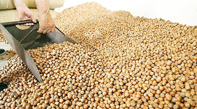 Fındık fiyatı haftaya yükselişle başladı 