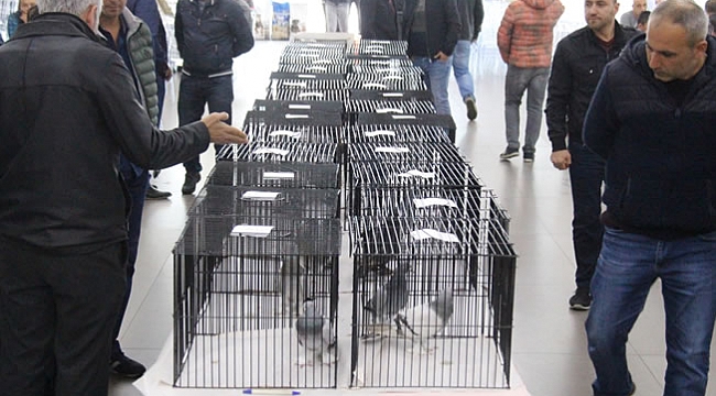 Güvercinlerin güzellik yarışmasına büyük ilgi