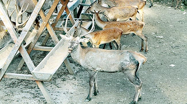 Kunduz’da en doğal hayatı yaşıyorlar