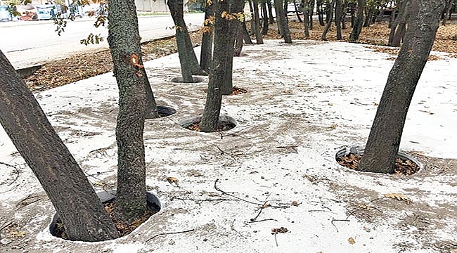 'Osman Genç ağaçlardan özür dilesin'