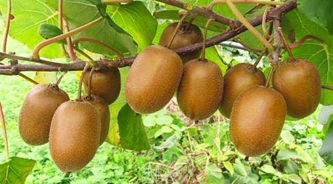 Rize'de kivi hasadı başladı