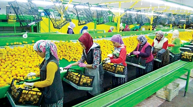 Rusya kapıları açtı mandalina ihracatı başladı