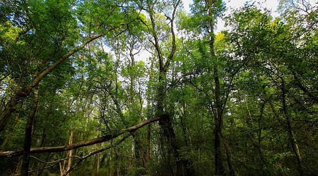 Sadece Samsun'da !Başka ormanlarda yok