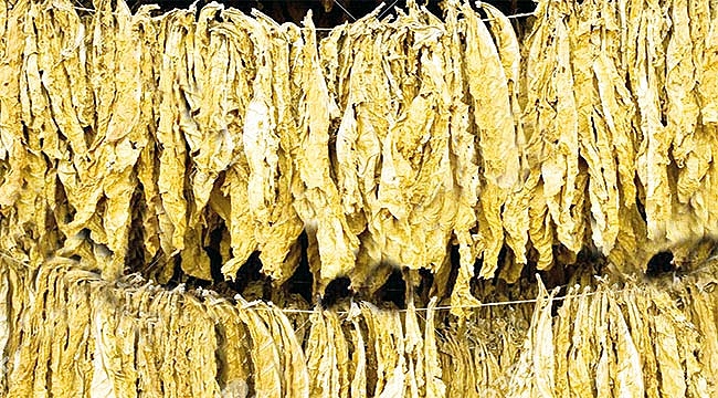 ‘Samsun’da tütün tarımı kalmadı’