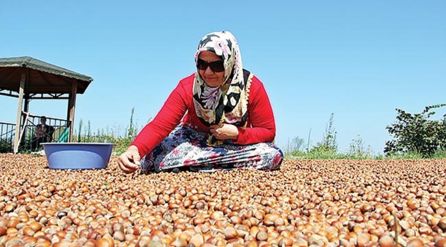 TMO’nun alım yapması fındıkta fiyat yükseltti