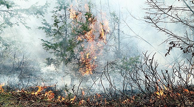 3 hektarlık alan yandı
