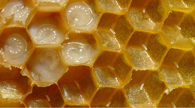 Bu sütün damlası 7 lira, kilosu 7 bin lira