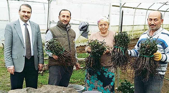 Büyükşehirden kesme çiçek üretimine destek