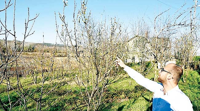 Erik ağacı Aralık ayında çiçek açtı