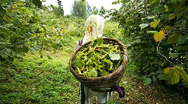 Fındıkta dönüm başı verim polemiği