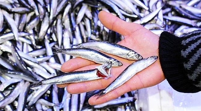 Hamsi'nin ateşi düşmüyor