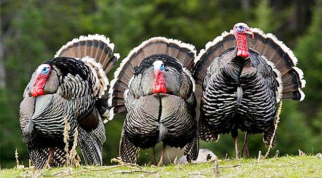 Hindi alırken nelere dikkat etmek gerekir?