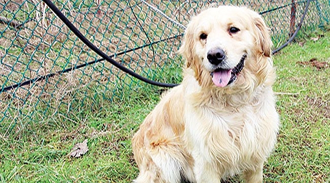 PROJENİN DETAYLARI BELLİ OLDU