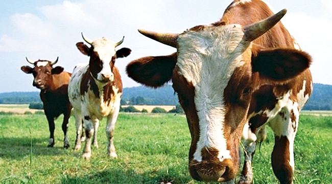 Sudan'dan Türkiye'ye ucuz et satma teklifi