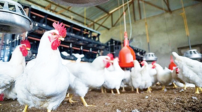 Tavuk eti üretimi yüzde 25 arttı