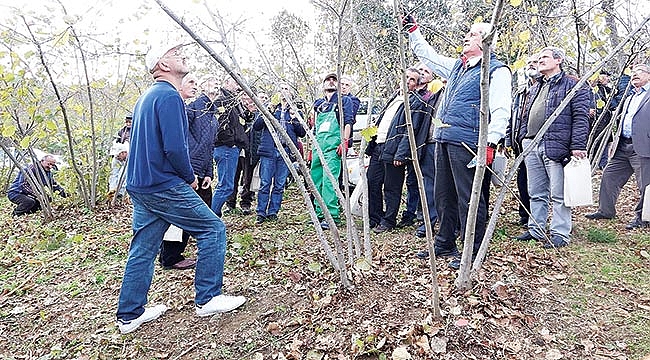 ‘Yüzde 60 verim artışı  için fındığı budayın’