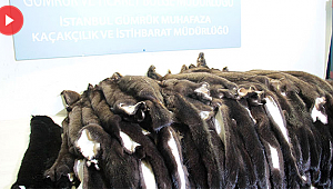 Atatürk Havalimanı’nda ‘porsuk kürkü’ operasyonu