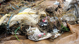 Balığa niyet, çöpe kısmet