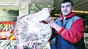 Bir adet kalkan 875 lira