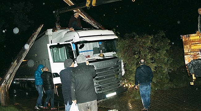 Fırtına ağacı kökünden söktü