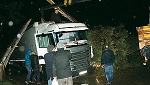 Fırtına ağacı kökünden söktü